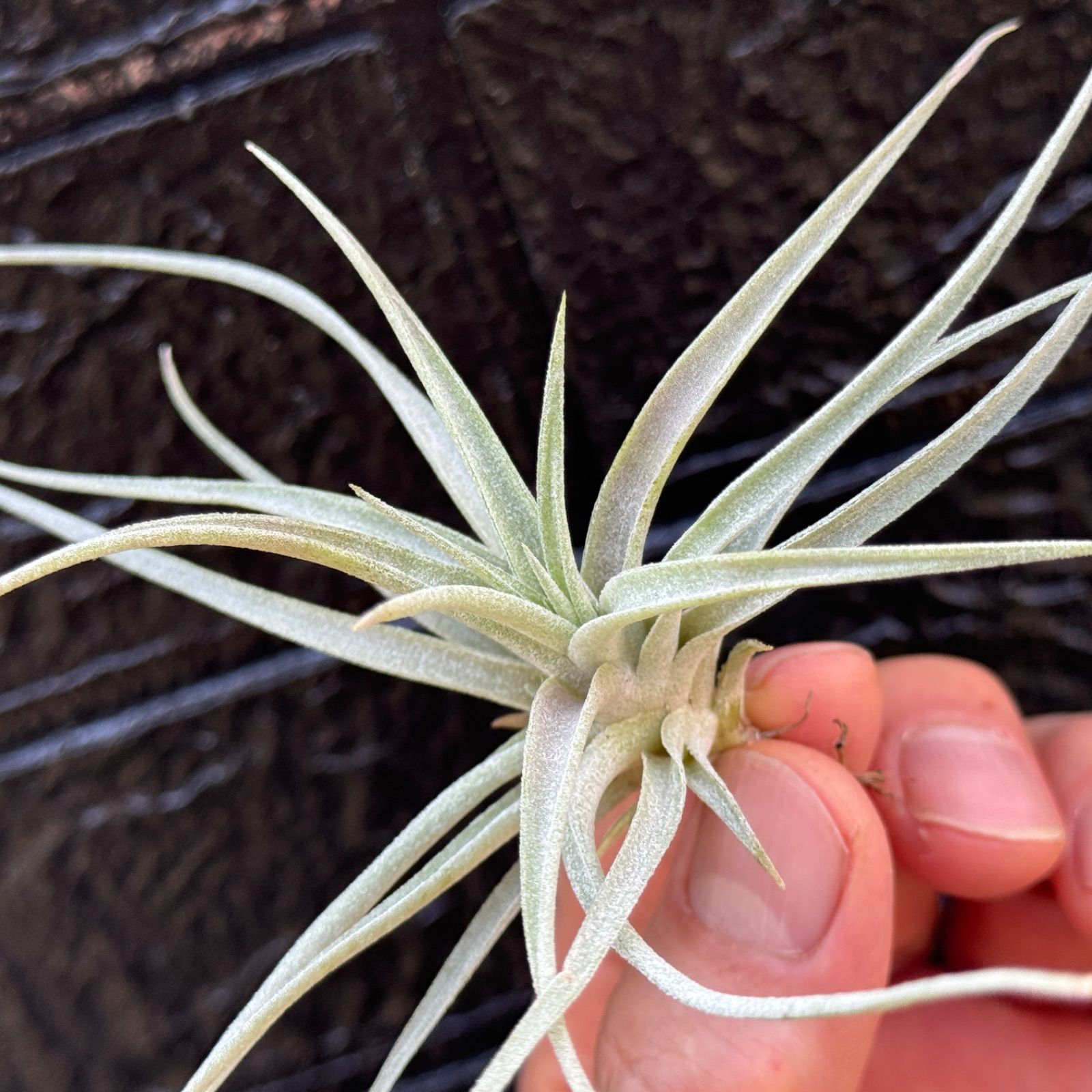 チランジア キセログラフィカ × ブラキカウロス チランジア・キセログラフィカ×ブラキカウロス Tillandsia