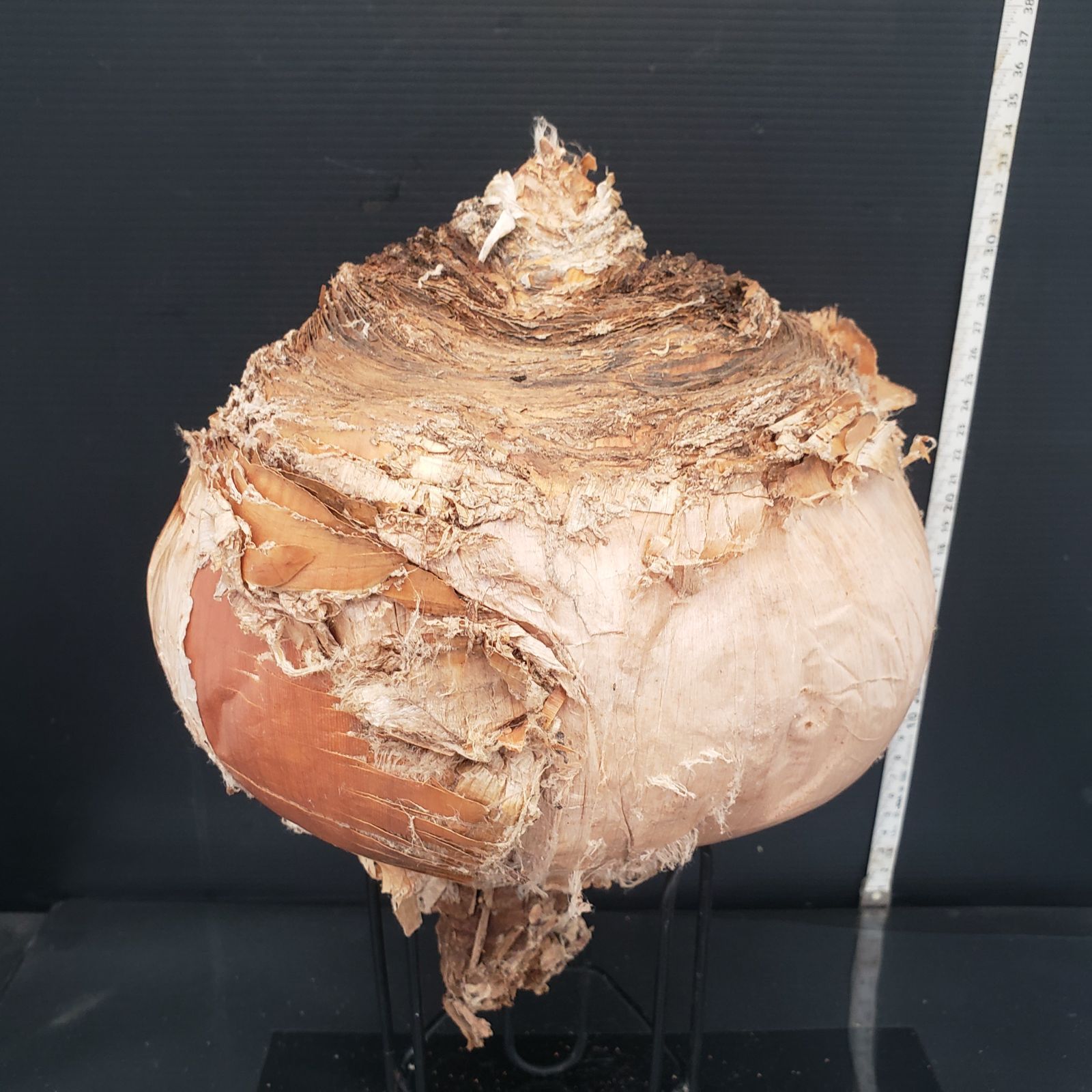 Z412 最新到着 Boophane ハエマンソイデス ML 現地球 抜き苗 球根植物 ブーファン ハエマンソイデス