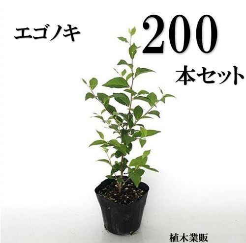 200本セット エゴノキ樹高0.3m前後10.5cmポット