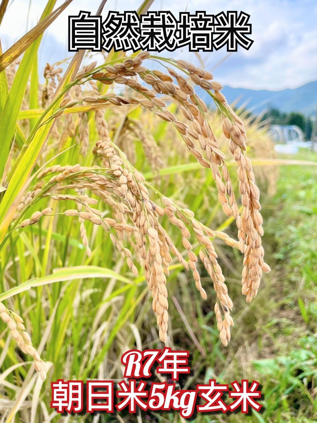 R7年 自然栽培米 朝日米5kg玄米 2025年最新】その他米のふるさと