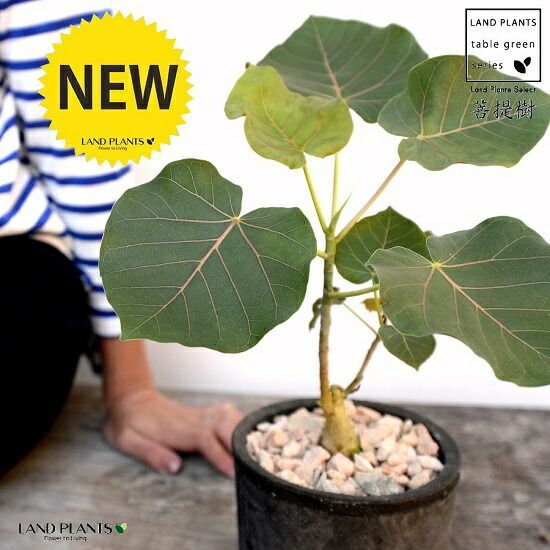 アウトレット 中国古玩 青釉龍耳大花瓶 高さ約32.8㎝ タサコサ 東さ7