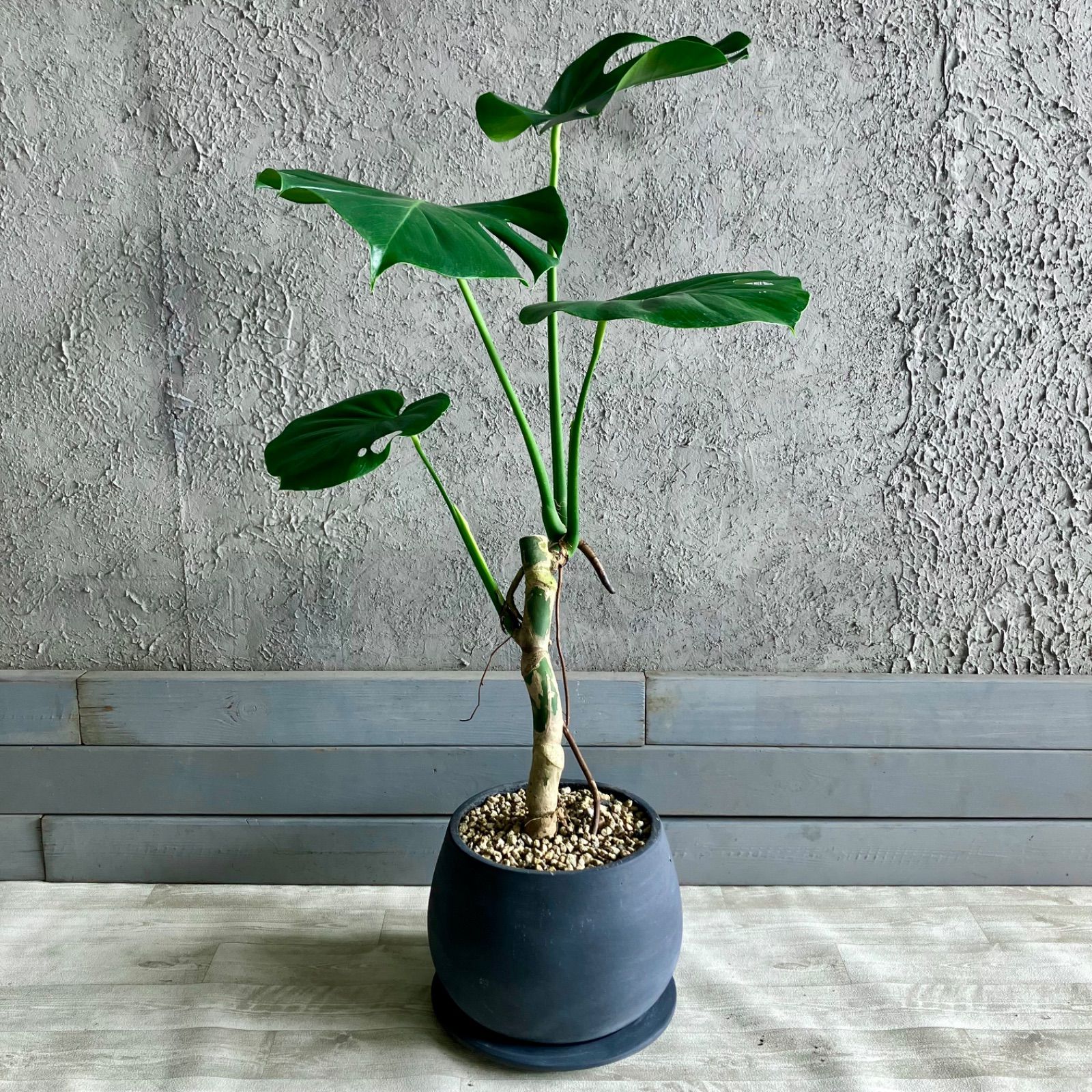 テラコッタ性鉢植え 受け皿付き