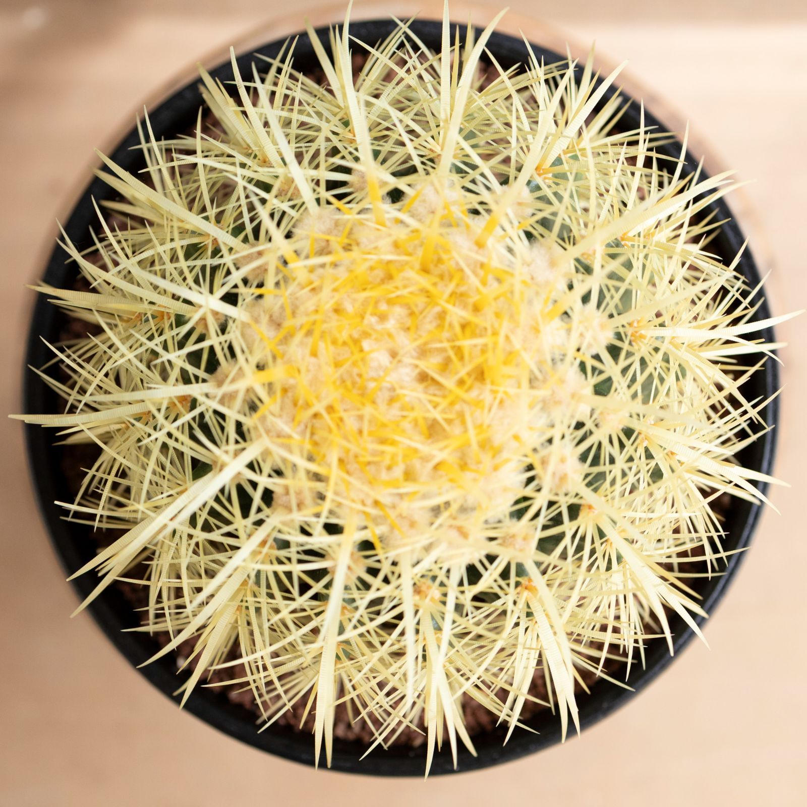 発根済】24cm 金鯱 サボテン 8号 ドライガーデン 金シャチ キンシャチ