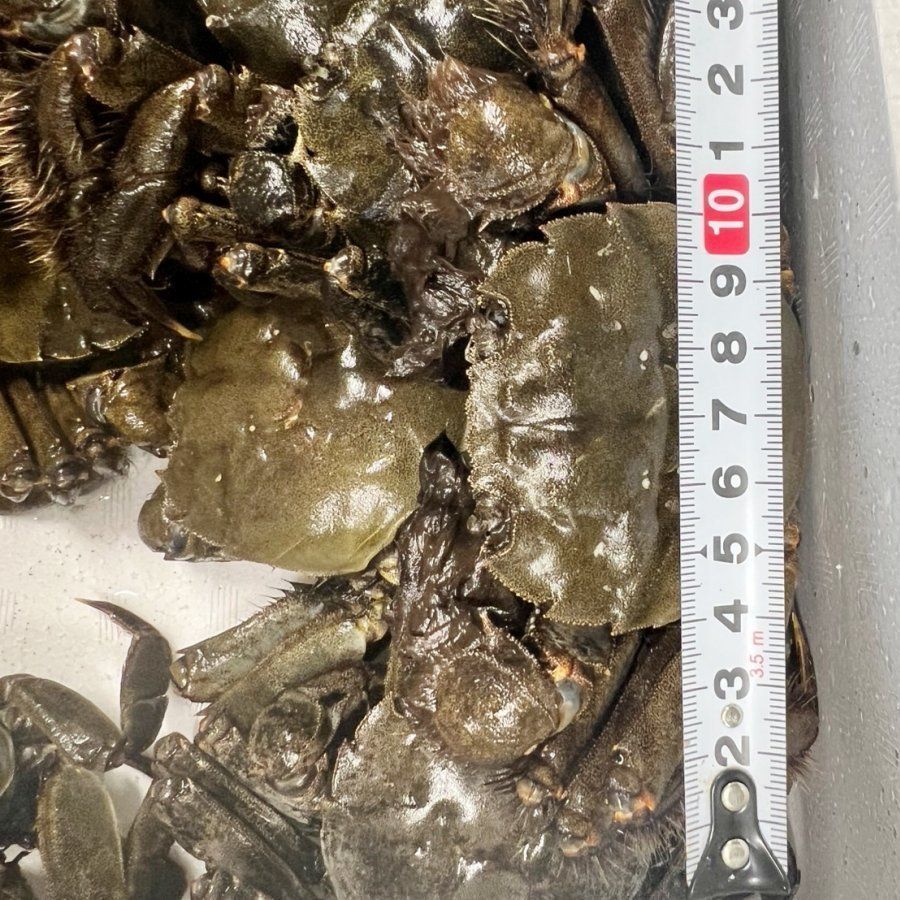 他に小中サイズも 中