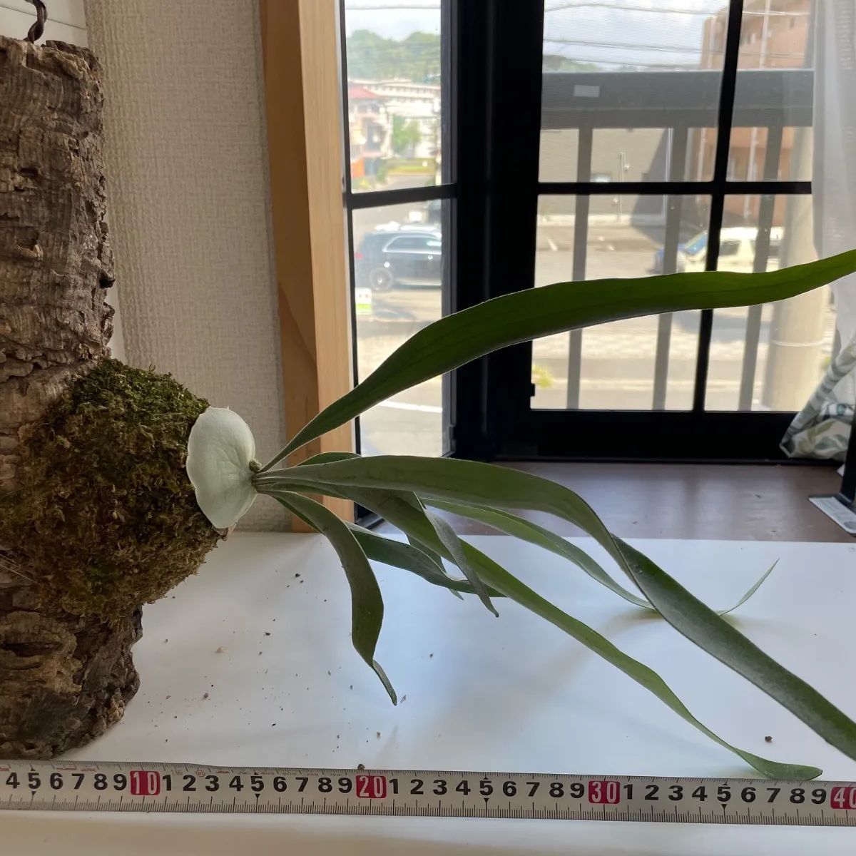 大型 ビカクシダ 'veitchii' コルク 板付け インテリア ビカクシダ