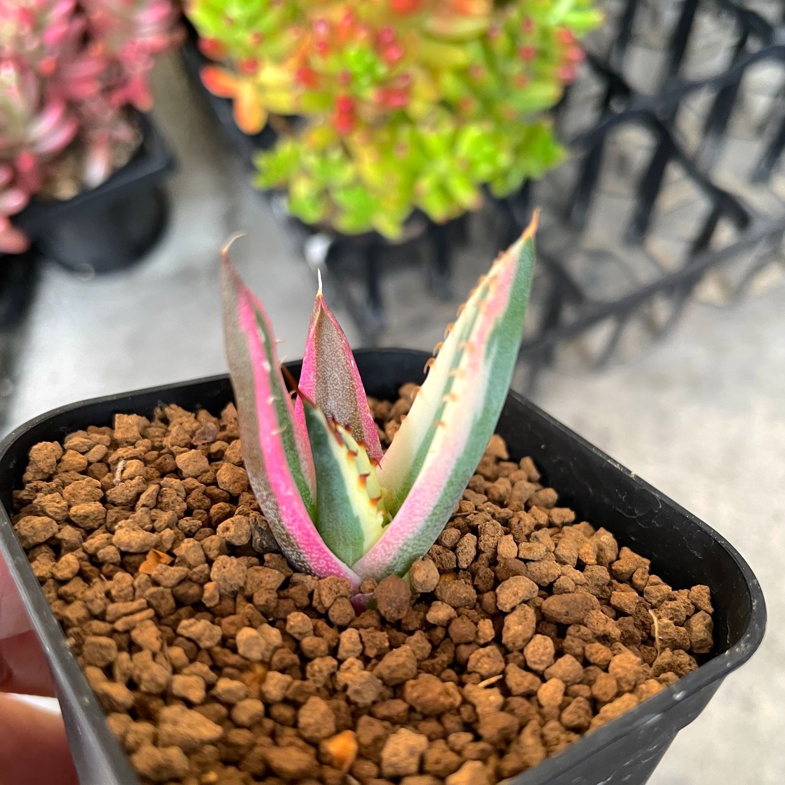 アガベ チタノタ スナグルトゥース 11 アガベ チタノタ スナグル