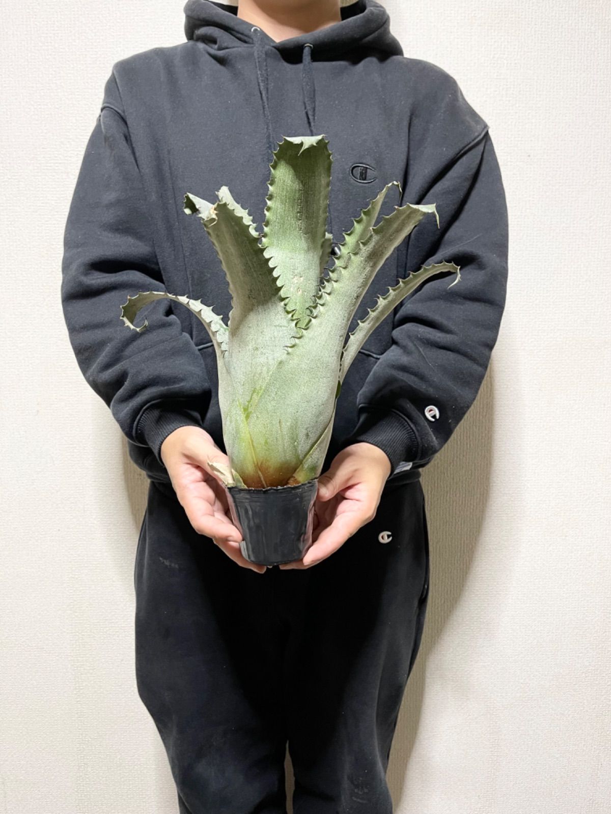 1. ホヘンベルギア ☆ Hohenbergia Sandra's Mountain ☆ タンク 1. ホヘンベルギア ☆ Hohenbergia Sandra's Mountain ☆ タンク
