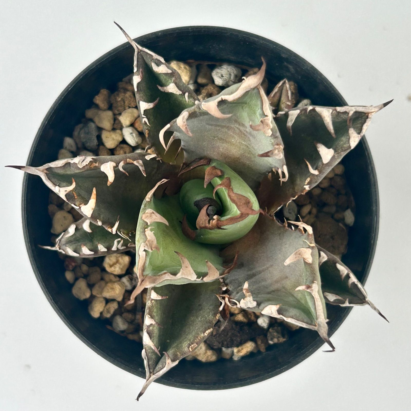 アガベ FO チタノタ オテロイ 鉢込み