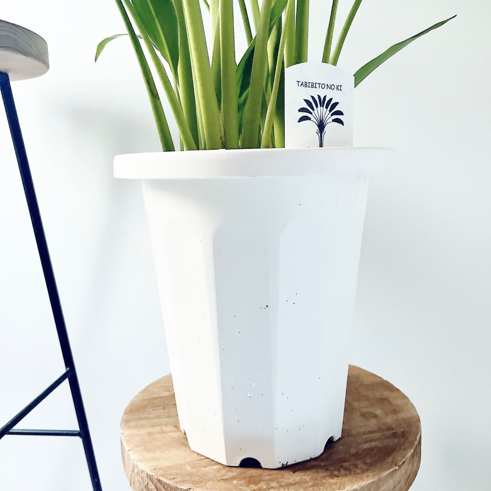 5株植え＊美葉 8号鉢