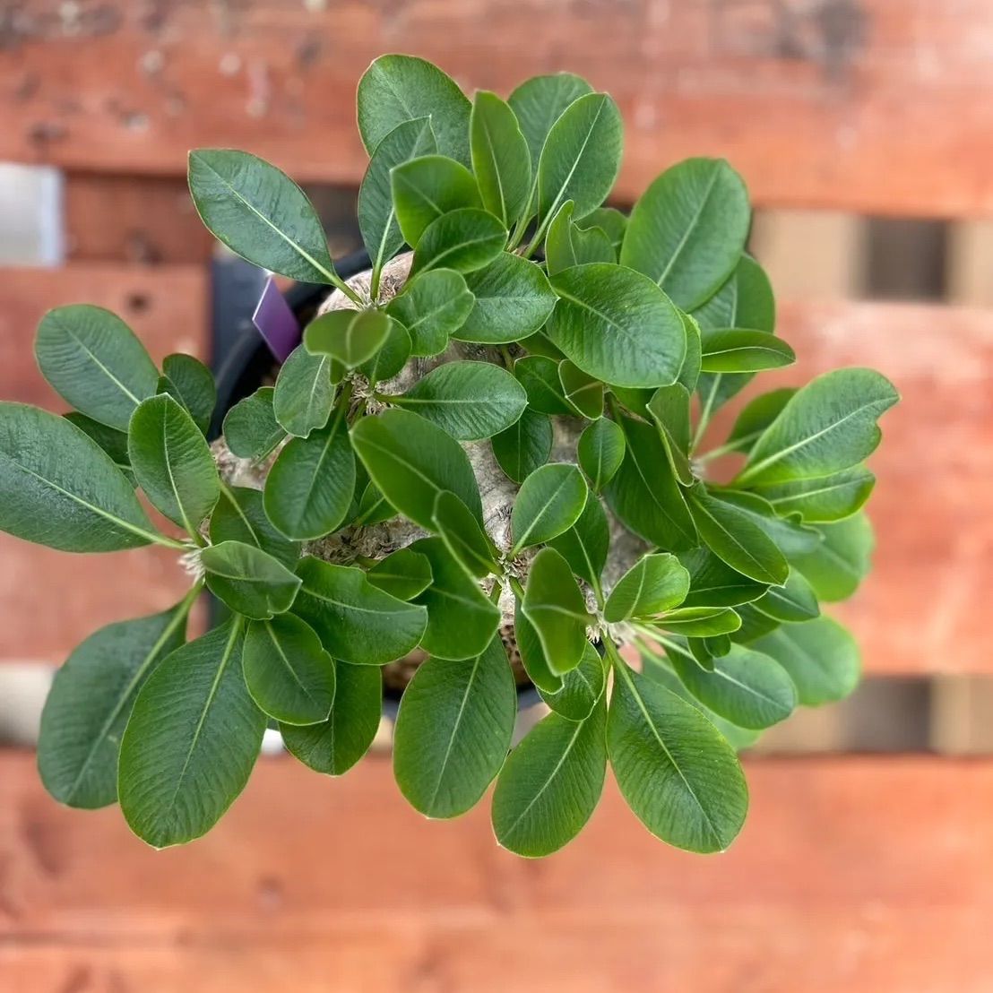 恵比寿笑い ブレビカウレ パキポディウム 現地球 パキポディウム・ブレビカウレ（恵比寿笑い）／現地球BIGサイズ