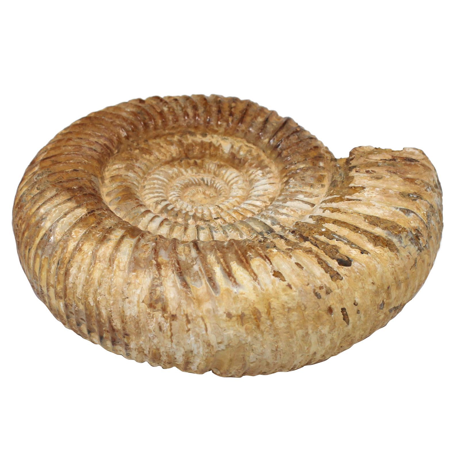 原石・517g】アンモナイト 化石 13cm 標本 マダガスカル産 肋が鮮明