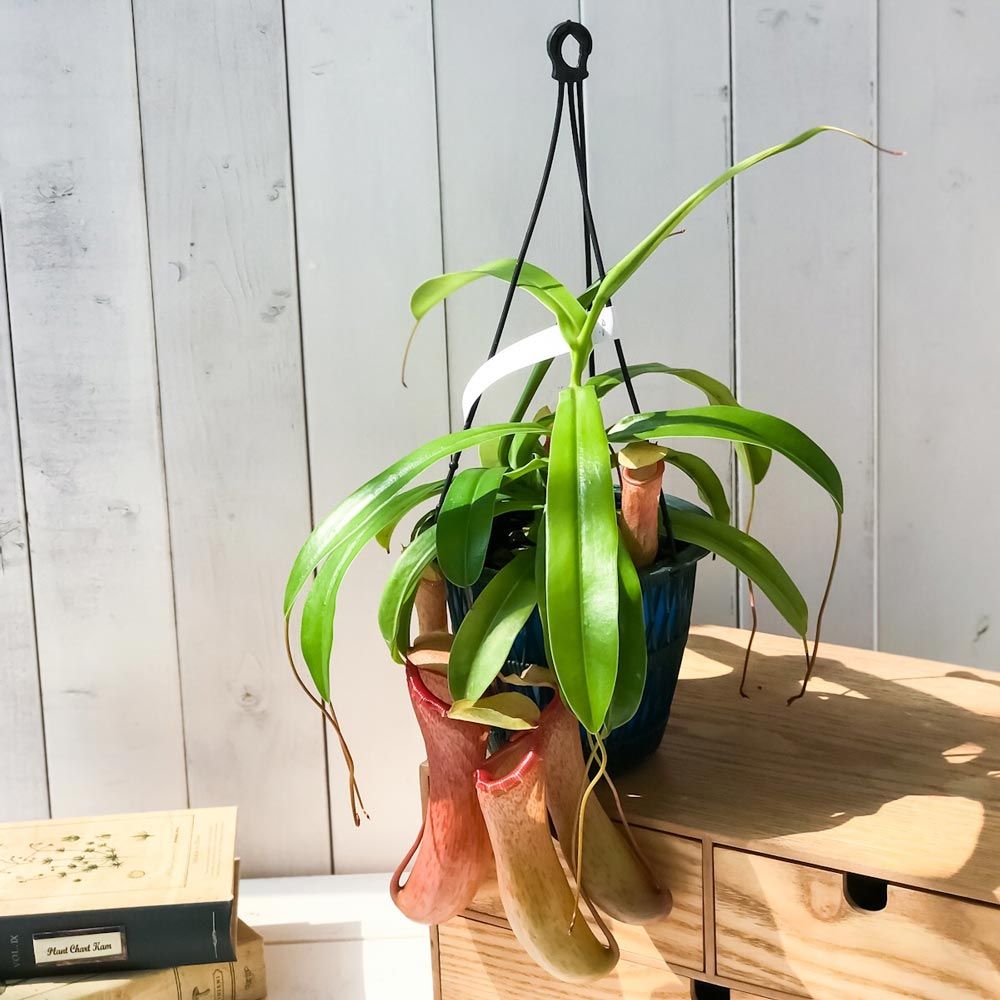 PLANCHU 食虫植物 ネペンテス ベントリコーサ レッド 5号吊り鉢 育て方