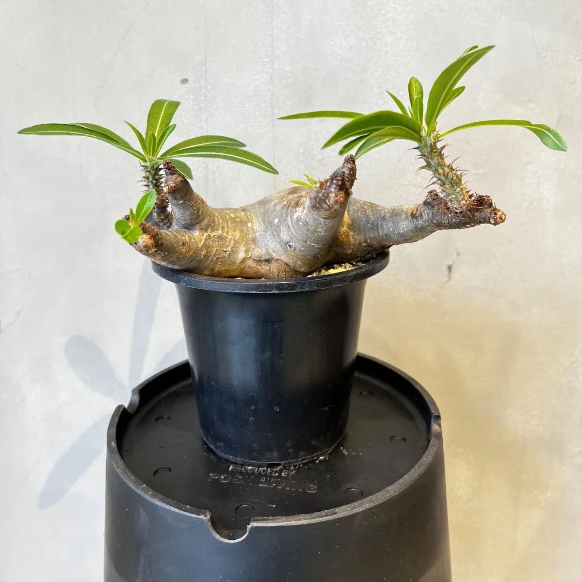 発根済
