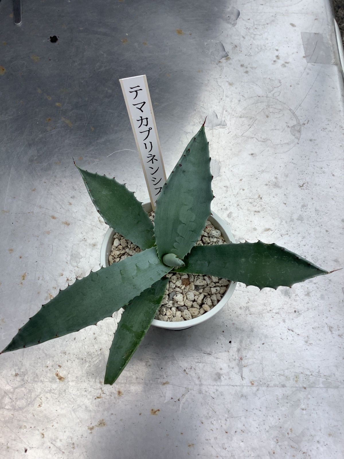 アガベ テマカプリネンシス アガベ テマカプリネンシス 6号ロング