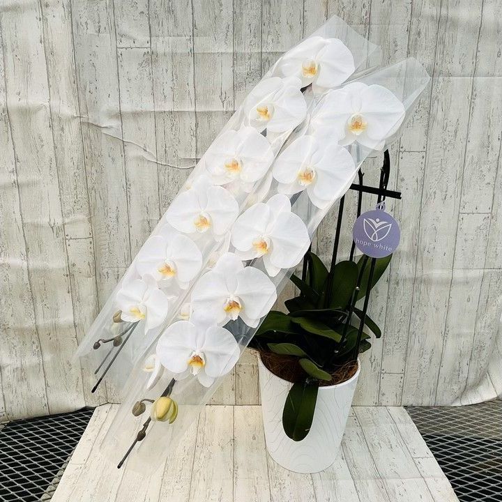 大輪胡蝶蘭白３本立 ３６～４１輪前後 ｜開店 開業 移転 周年 送別 誕生日のお祝いなどに STEELWINDOWSANDDOORS_COM