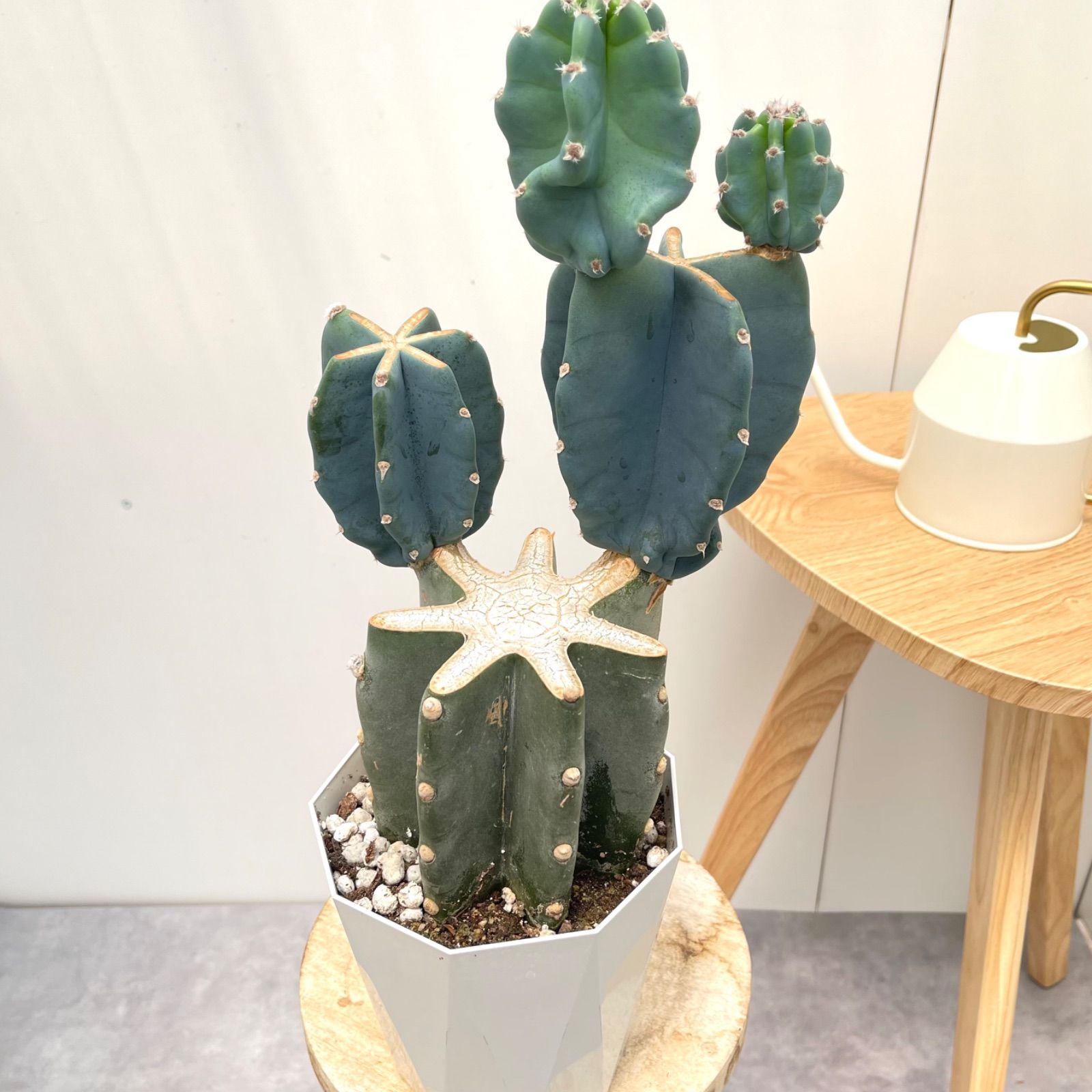 柱サボテン ブランチ 6【現品】観葉植物 室内 ドライガーデン 5