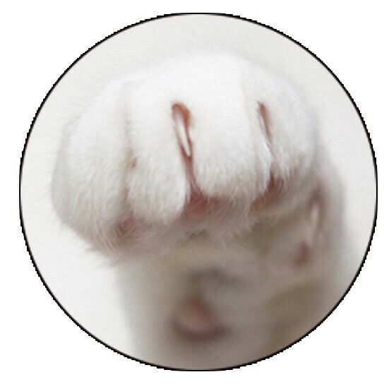 ♪据え置きキャットタワー