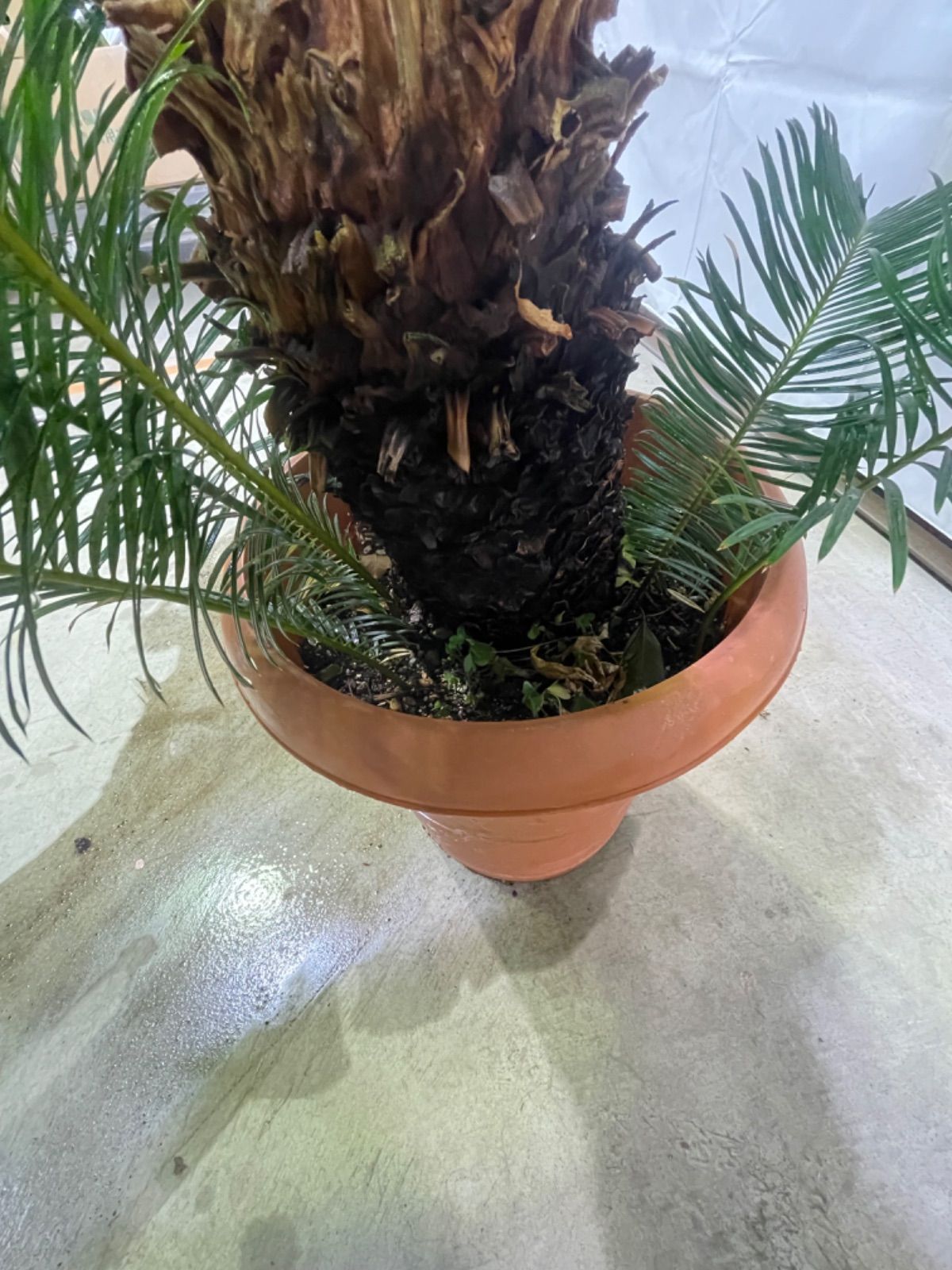 ソテツ 蘇鉄 インテリア グリーン 引き取り限定 南国 ガーデニング