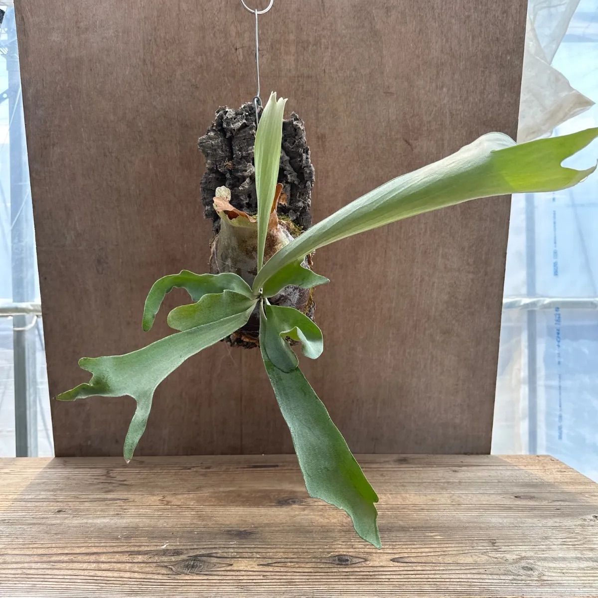 ☆コウモリラン ビフルカツム ⑤ 現品 Platycerium bifurcatum ☆コウモリラン ビフルカツム ⑤ 現品 Platycerium bifurcatum