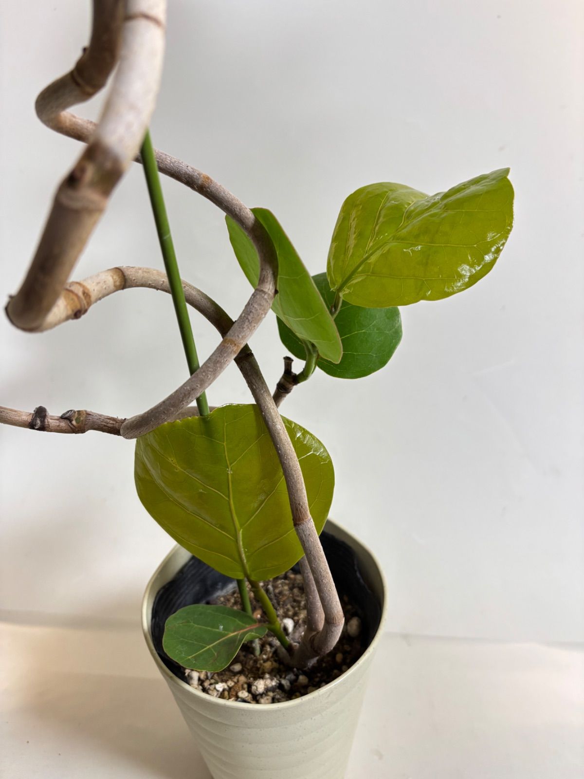 ☆希少☆ レア 観葉植物 オシャレ シーグレープ スパイラル 4寸 グリーン ✨️観葉植物 シーグレープ✨️希少 風水植物 スパイラル