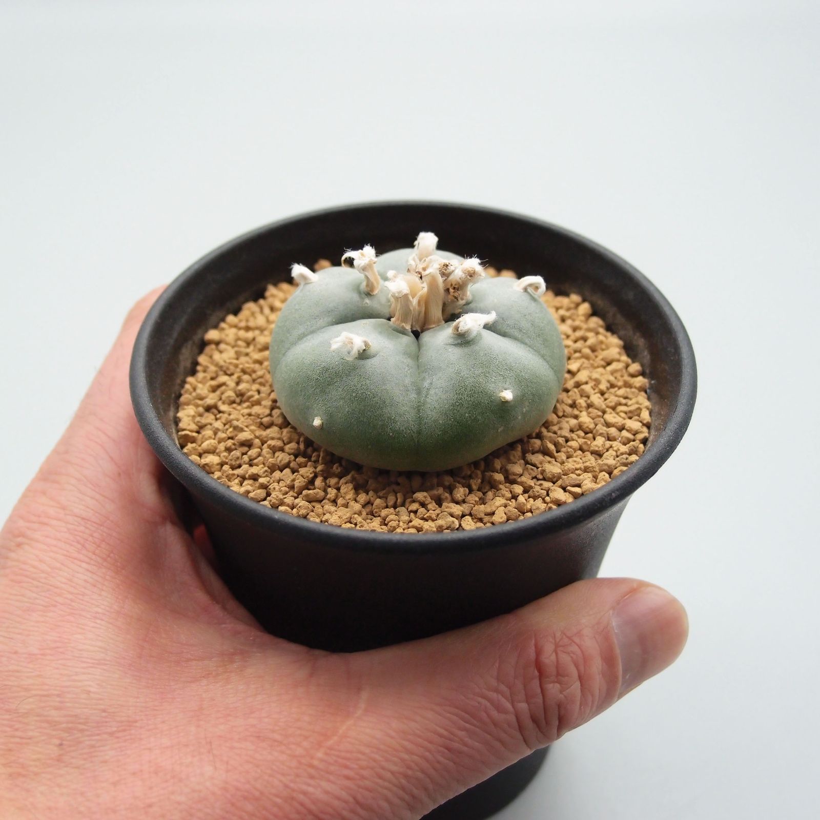 激安正規品 ロフォフォラ 烏羽玉 うばだま drenriquejmariani.com