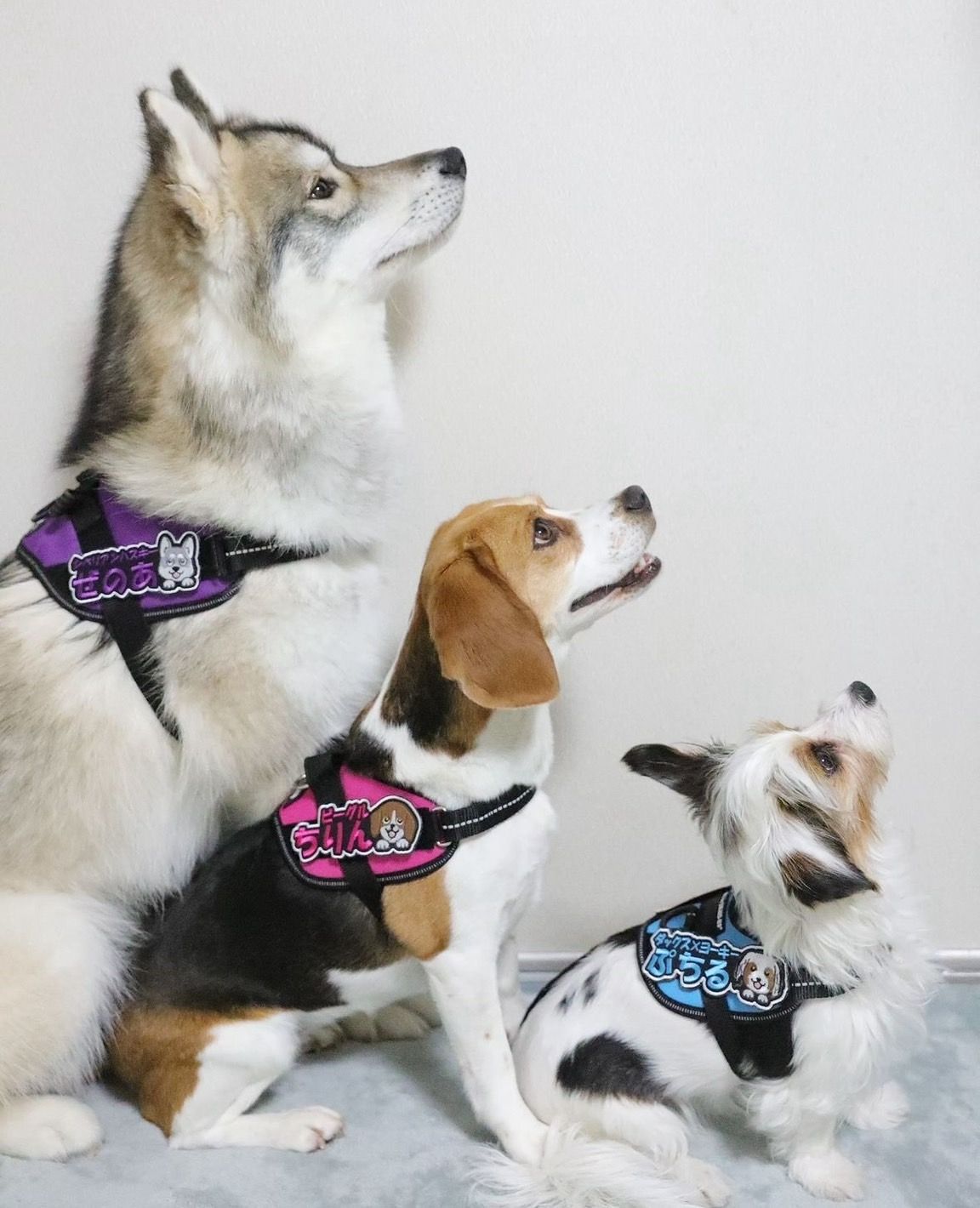 ユリウス k9 のぞきワンコ 刺繍ワッペン ネームタグ ネーム