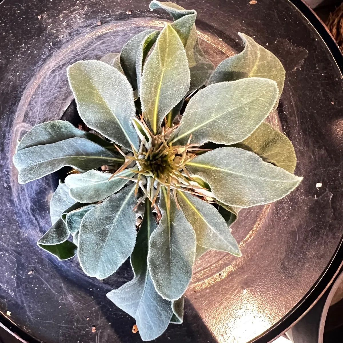 メルカリ便　鉢ごと　ナマクアナム　光堂　実生 パキポディウム パキポディウム 光堂 パキポディウム ナマクアナム 実生 - メルカリ