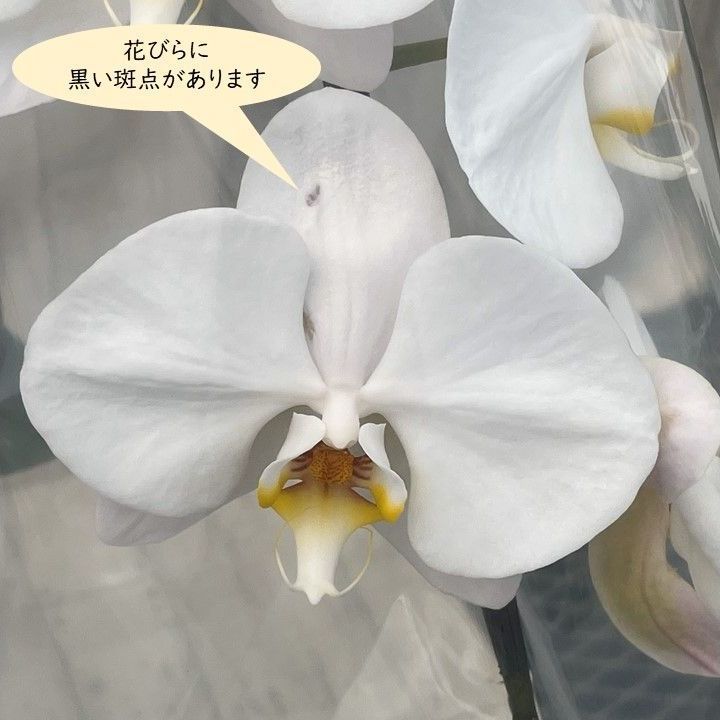訳あり 大輪胡蝶蘭白５本立|花びらに黒い斑点 傷あり