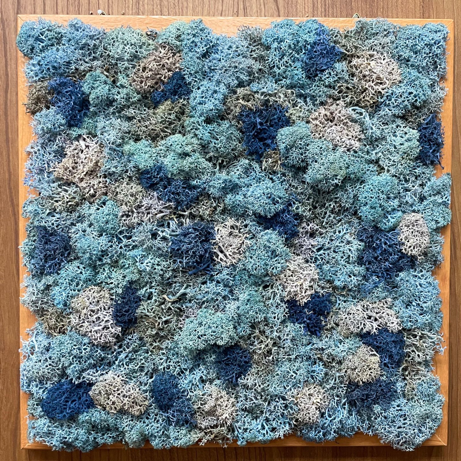 北海道ヤドリギ 宿木 No.12 希少 ヤドリギスワッグ メス実付き 花と光