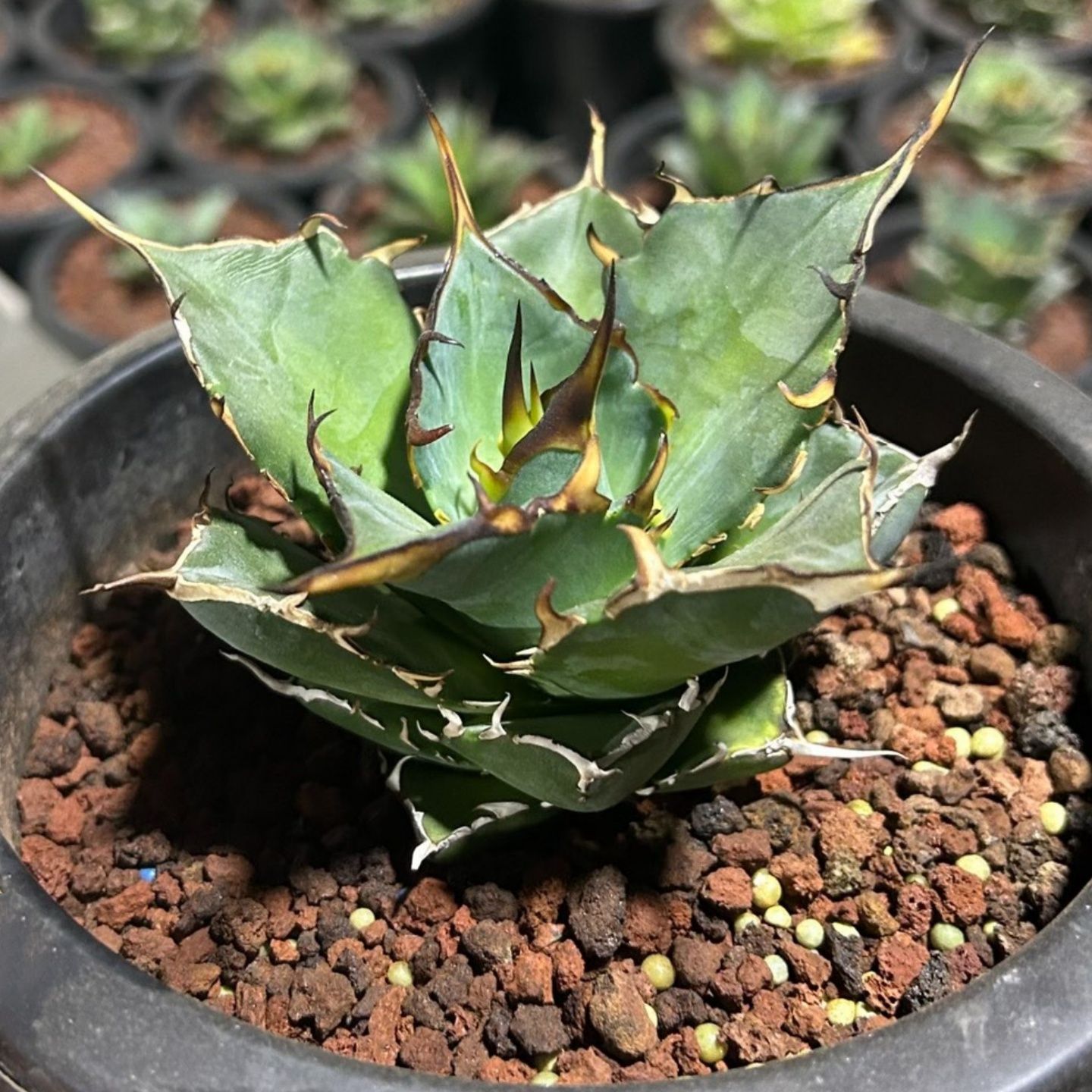 YK3 中株アガベ チタノタ ハデス 恐竜牙歯 黒帝斯 Hades 強棘