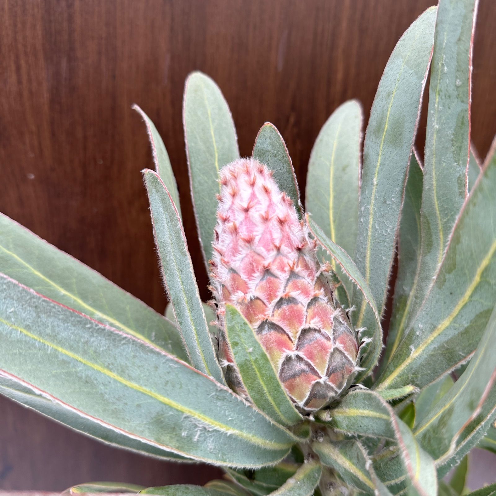 現品 ④ プロテア メイデイ 7号 花芽付き 美株 オージープランツ 品種 STEELWINDOWSANDDOORS_COM