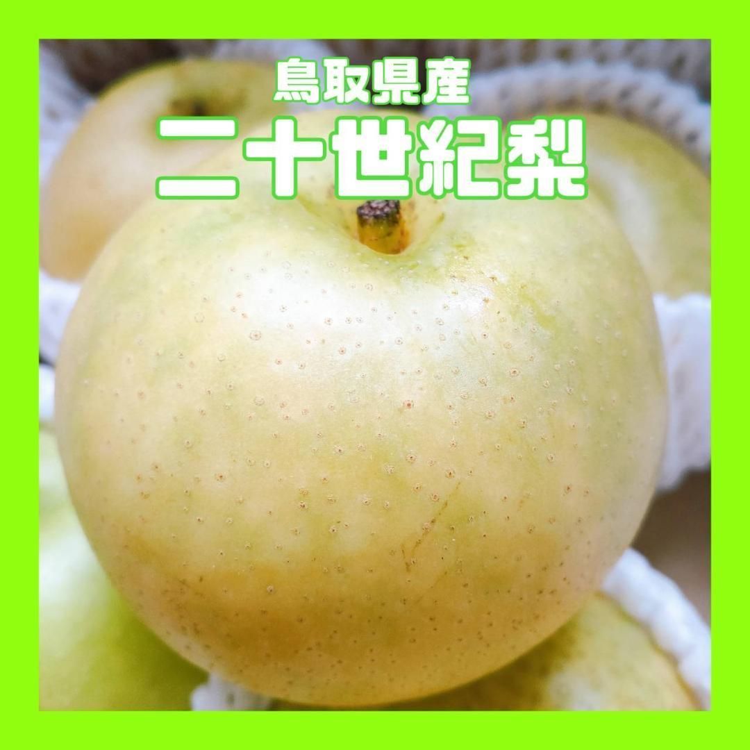 鳥取県産】二十世紀梨 訳あり 梨 8~10玉 2.5kg程度 糖度 11〜12度