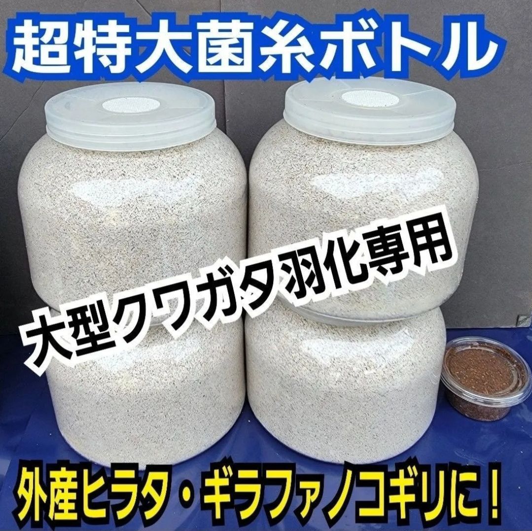 送料無料☆特大サイズ1500ml 3本セット☆ヒマラヤひらたけ菌糸瓶 極上！