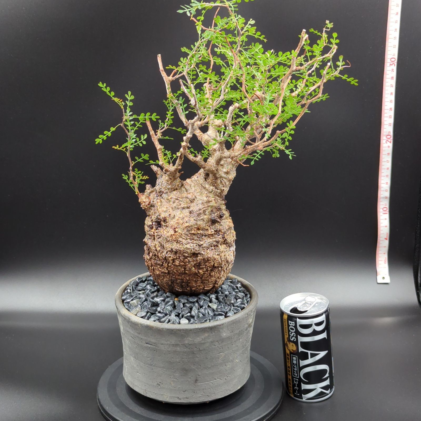 オペルクリカリアパキプスOperculicarya pachypus Operculicarya Pachypus オペルクリカリア・パキプス 現地球