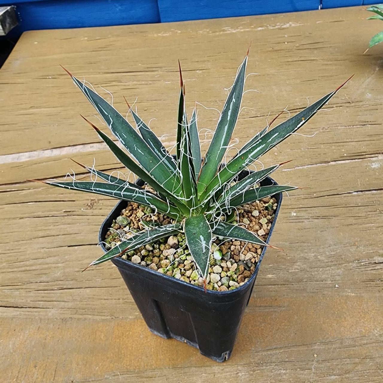 4種盛セット】【鉢ごと発送】 アガベ4種セット 2025.6.13-4種セット