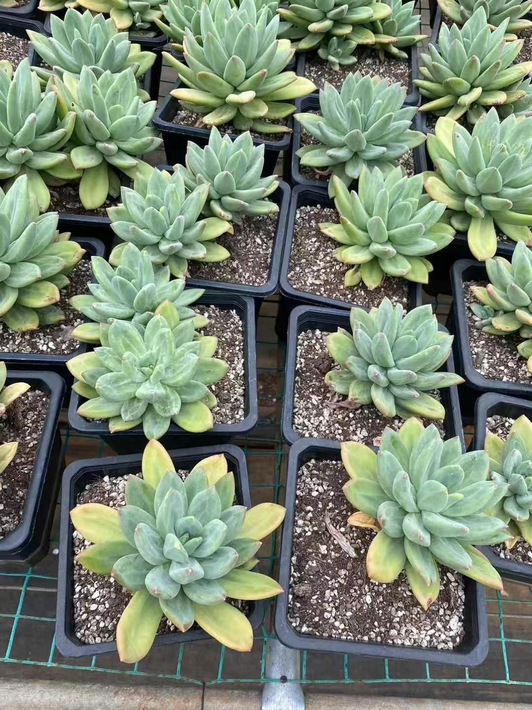 抜き苗 オーシャンスター MY151×10株 ふっくら 多肉植物 エケベリア サボテン 韓国苗 新入荷