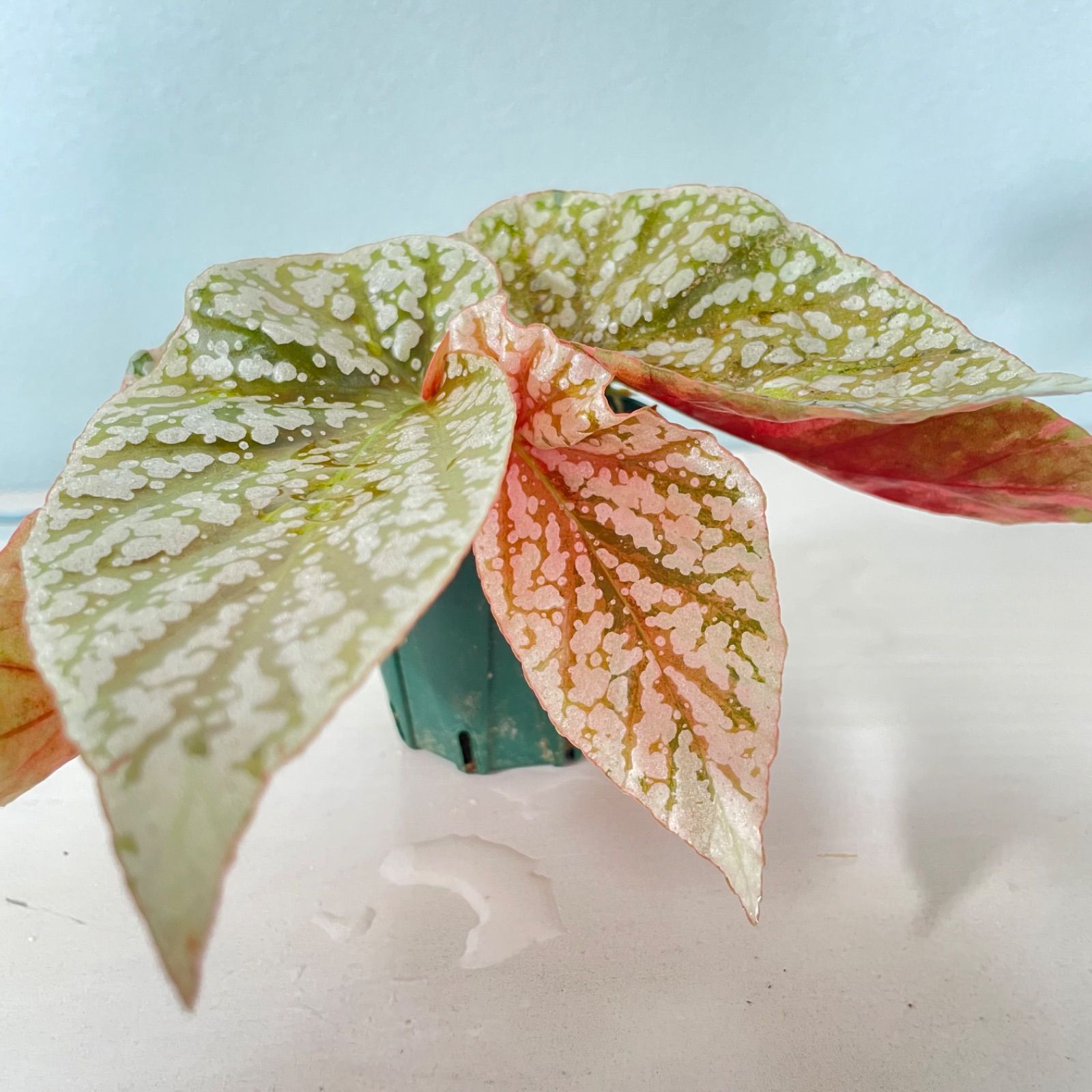 ベゴニア スノーキャップド ピンク斑入り Snow Capped 激レア 可愛い