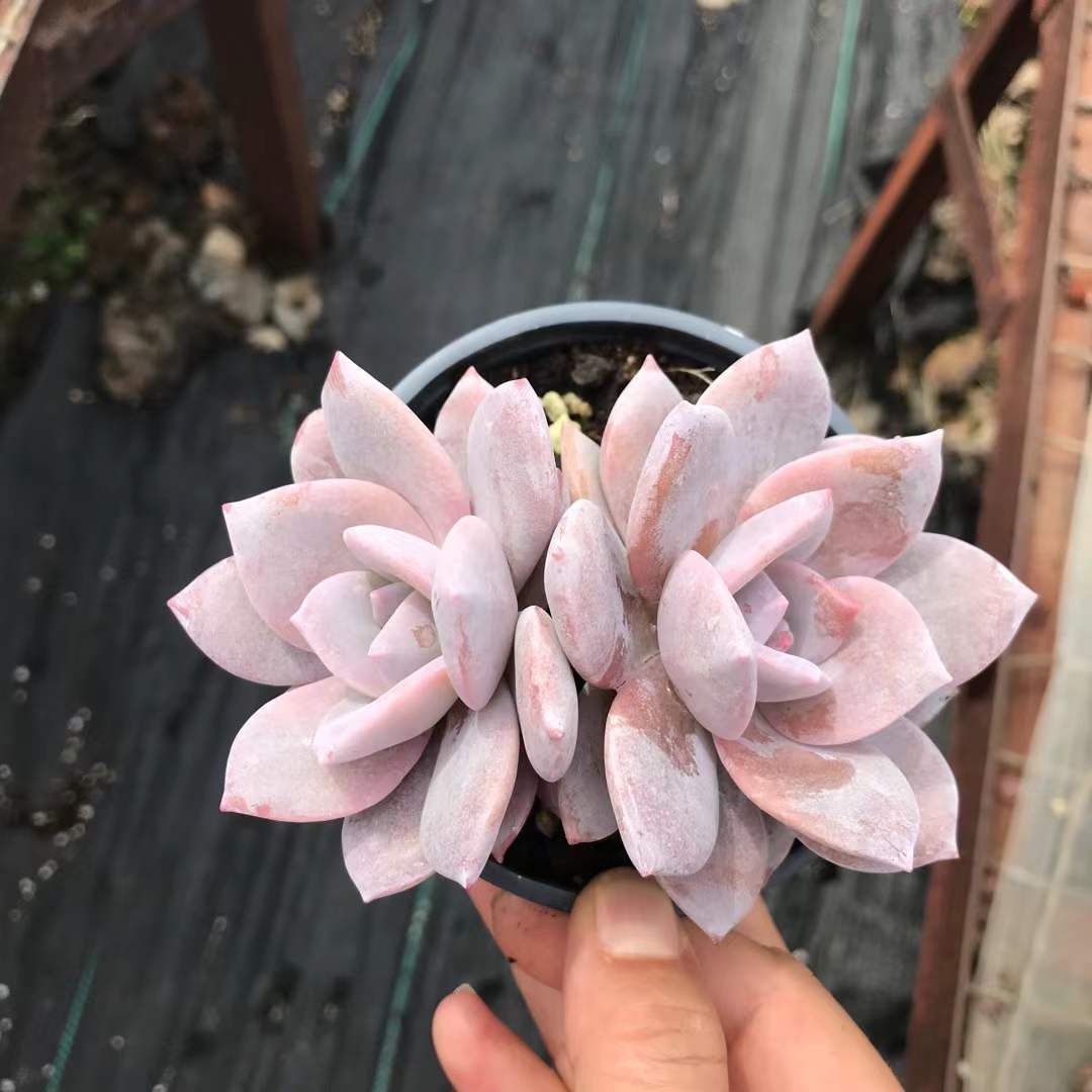 アエオニウム エケベリア