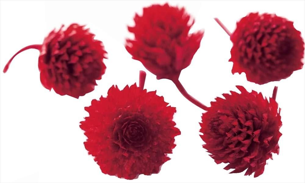 【新品・5営業日で発送】大地農園 プリザーブドフラワー 千日紅・プリザーブド・ヘッド (30輪入) #レッド DO003453-321