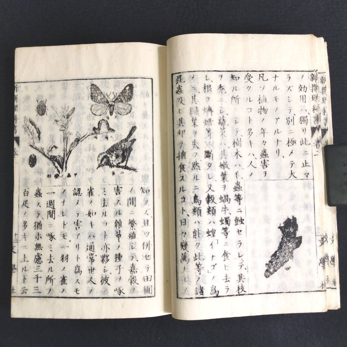 古書　和本　骨董品　浮世絵　時代物 絵入 教科書◇新撰理科書◇生物学 理学 動物 骨格図 虫ほか 明治