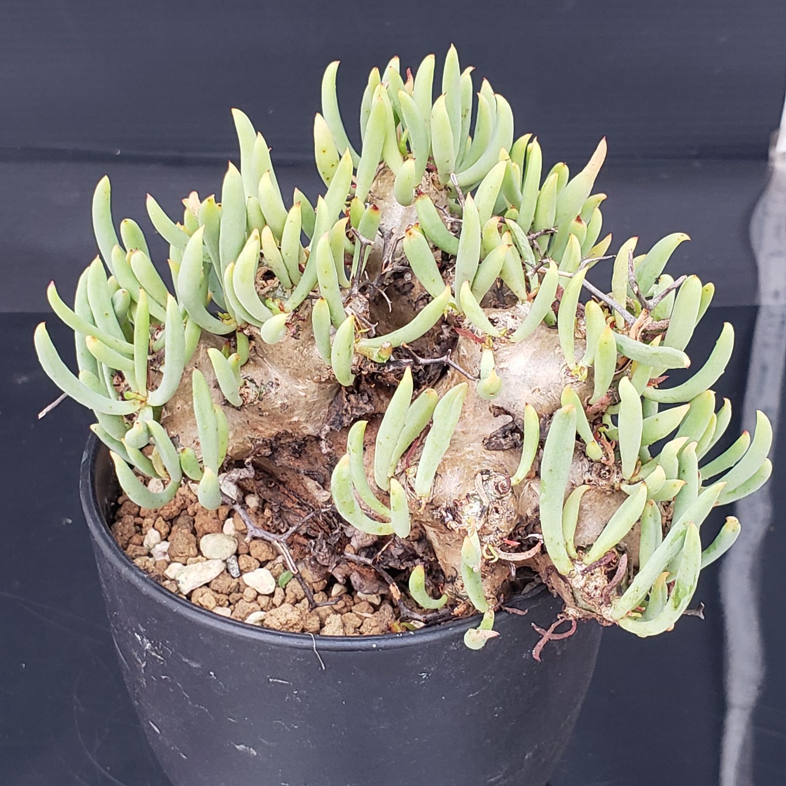 実生塊根！　万物想　チレコドン　多肉植物　塊根植物　レティキュラータス U439【自社養生株】チレコドン レティキュラータス 万物想（現地