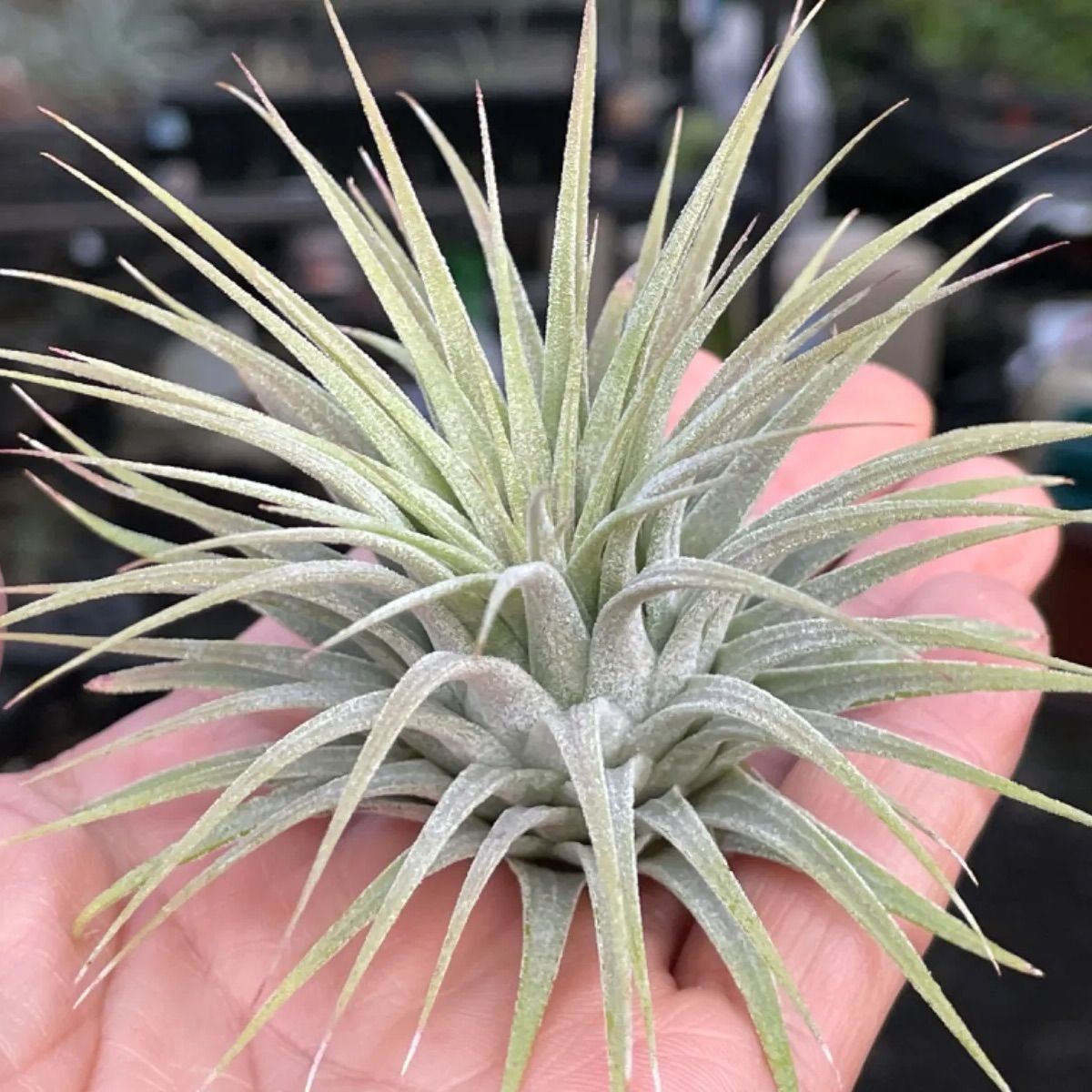 チランジア イオナンタ スノーボール Tillandsia Ionantha Snowball 