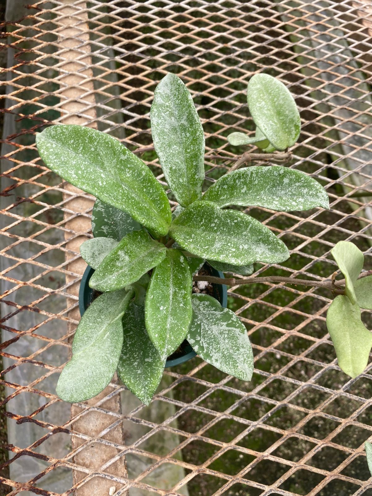 ⑪ ストレリチアオーガスタ 8号 特大苗木最高等級極上品‼️ ②