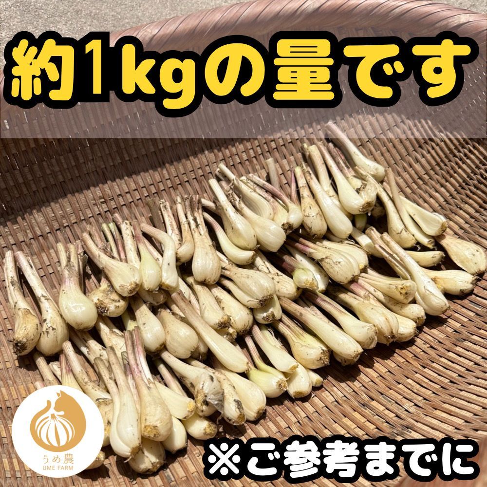 【希少・新鮮！】熊本県産 2年ものらっきょう 10kg 農薬を使わず栽培しました 熊本県産 朝採り 新鮮らっきょう 1kg 栽培中農薬不使用 - メルカリ