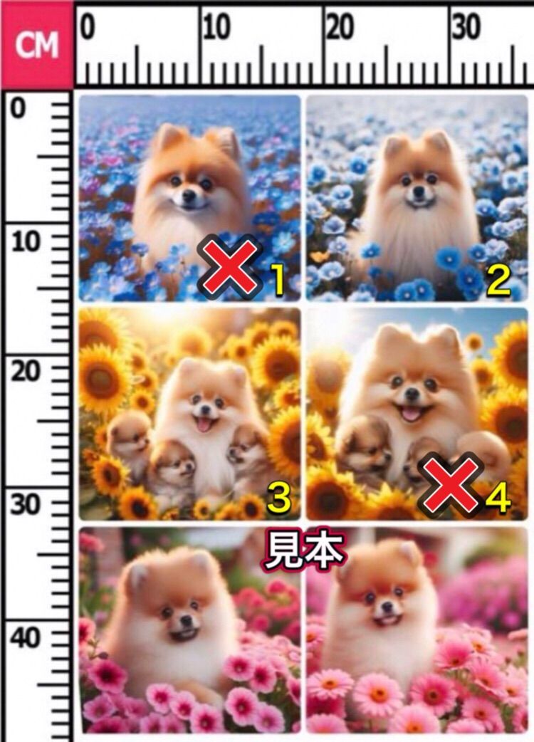 オーダー受付 ポメラニアン クッション ご予約ページ 5/17 オーダー
