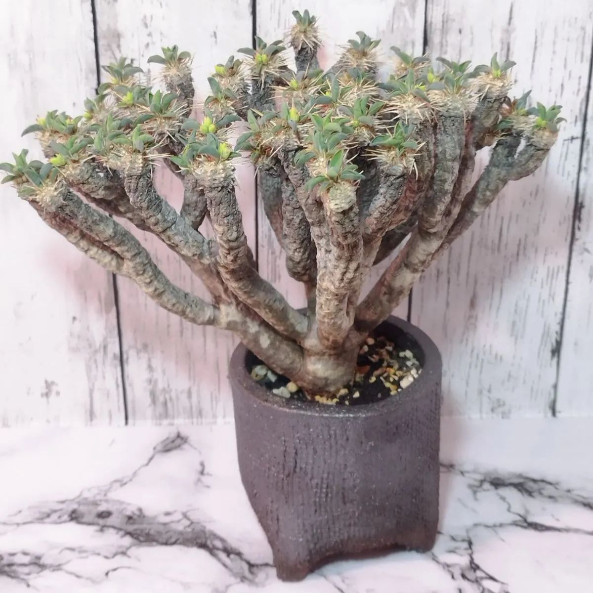 ユーフォルビア ギラウミニアナ 現地株 発根済（発根済み  