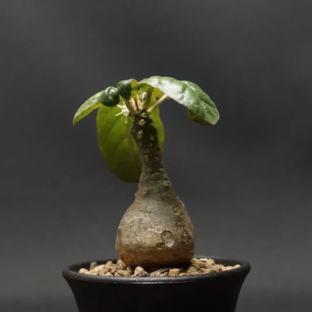 Dorstenia foetida
