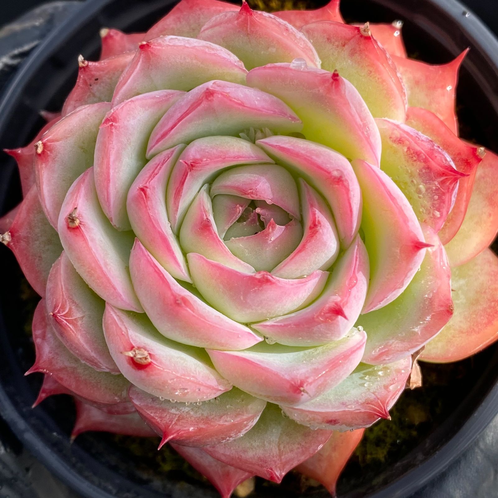 97#多肉植物アエオニウム錦❤️ 白黒グリッド❤️1大頭14cm拔き苗