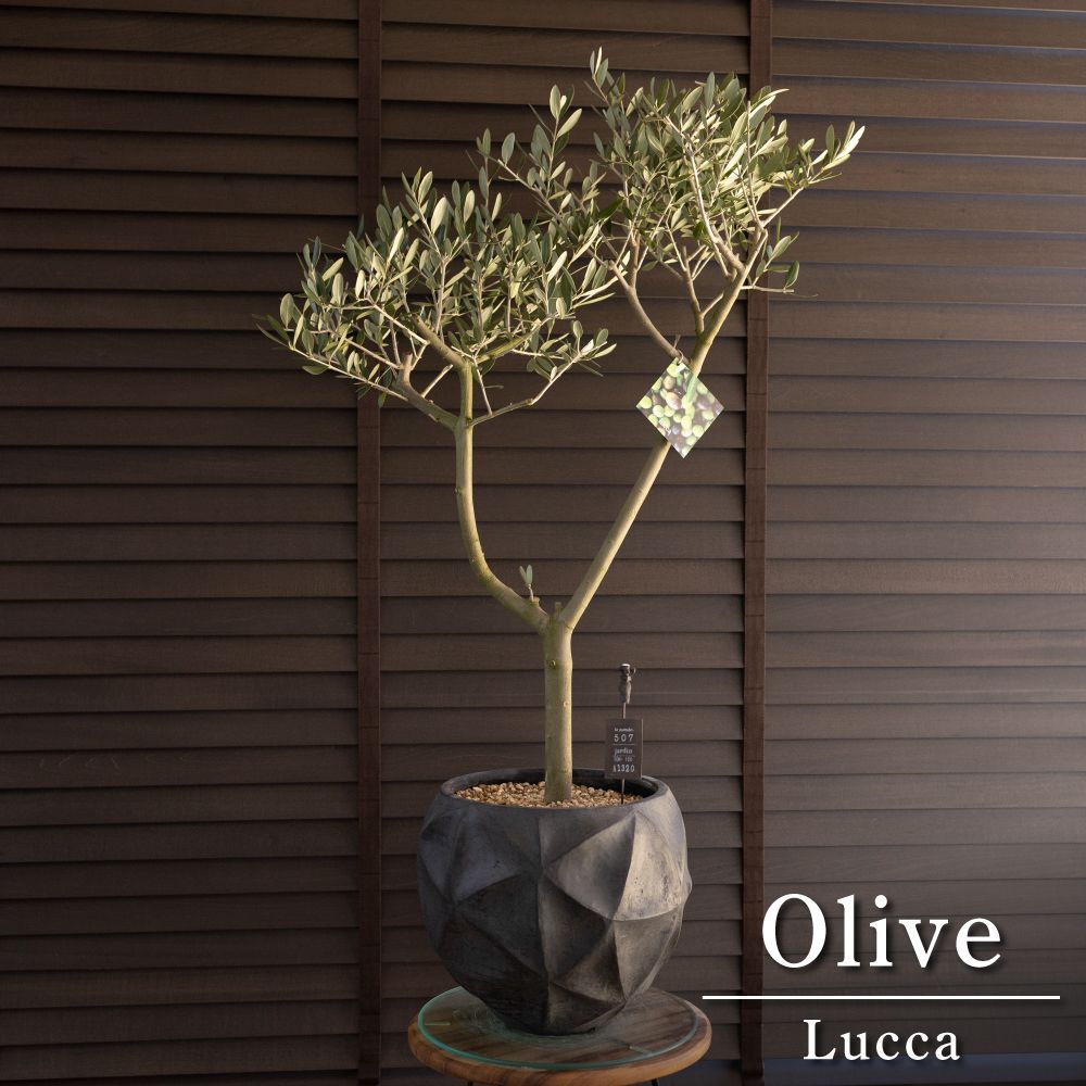 創樹 Olive オリーブの木 ルッカ SOUJU Lucca オリーブ 9号 陶器鉢