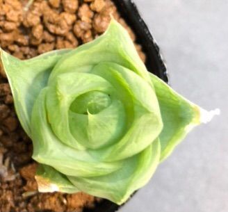 多肉植物 ハオルチア ラモサ 抜き苗 2点セット - メルカリ